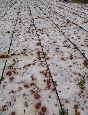 Erdemli'de dolu etkili oldu