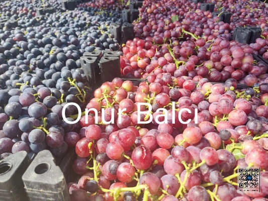 Tarsus'ta üzüm hasadı başladı 