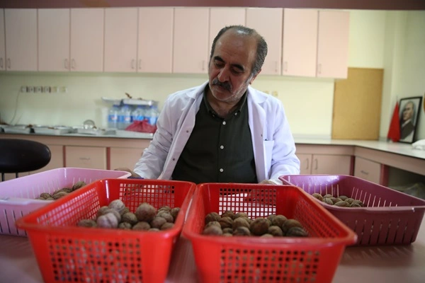 Ceviz ağaçlarının koronası da bu hastalık