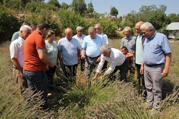 Erdemli'de genç çiftçi, atıl araziyi lavanta bahçesine dönüştürdü