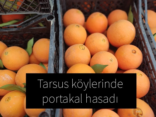 Tarsus'un köylerinde portakal hasadı başladı