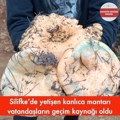 Silifke'de yetişen kanlıca mantarı vatandaşların geçim kaynağı oldu