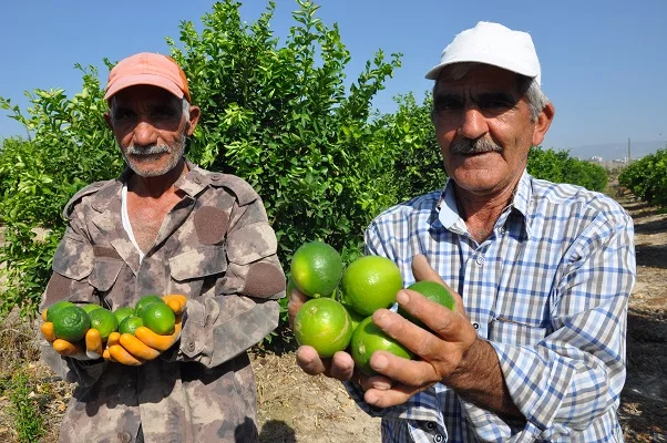 Silifke'de misket limonu hasadı başladı