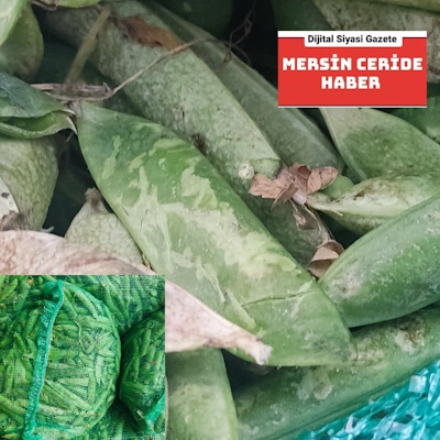 Araka Tezgâhlarda Yerini Aldı: Halde 25 TL, Pazarda 40 TL’ye Kadar Çıkıyor