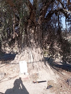 Tarsus’ta 781 Yıllık Olduğu İddia Edilen Zeytin Ağacı Görüntülendi