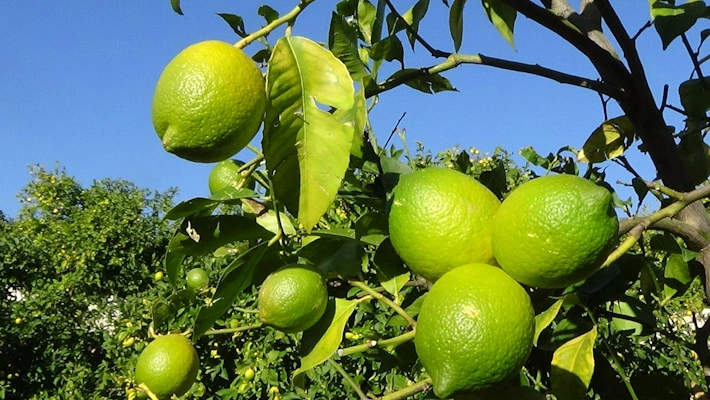 Erdemli'de tescilli Lamas limonunda hasat başladı