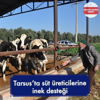 Tarsus'ta süt üreticilerine inek desteği
