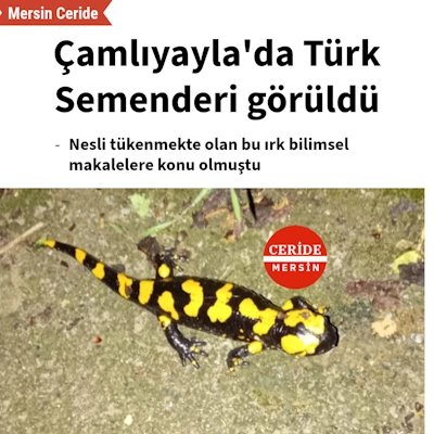 Çamlıyayla'da yağışların ardından Türk Semenderi görüldü 