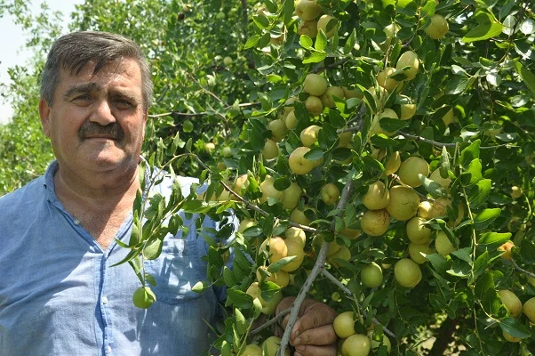 Ak Parti Milletvekili Adayı İbrahim Gül ata mirası araziye hünnap ekti