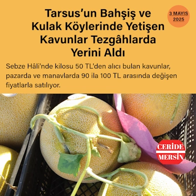 Tarsus’un Bahşiş ve Kulak Köylerinde Yetişen Kavunlar Tezgâhlarda Yerini Aldı