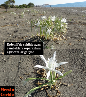Erdemli'de kum zambaklarını koparanlara cezalar geliyor
