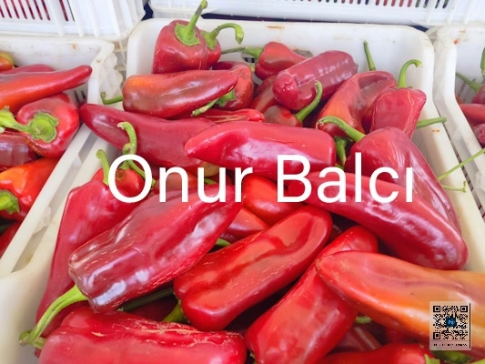 Kırmızı biber sezonu başladı
