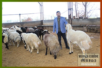 Tarsus'ta kırmızı et fiyatları 