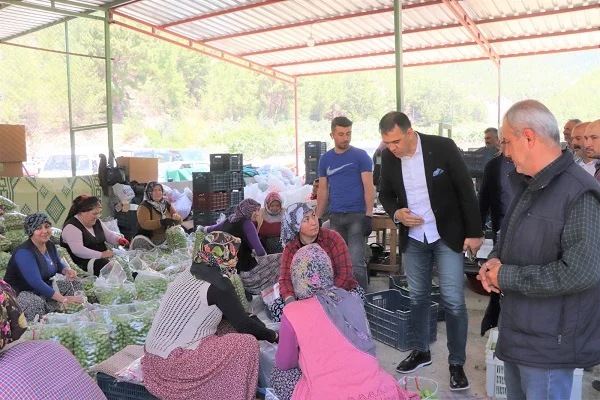 Silifke Belediye Başkanı Altunok, erik üreticilerini ziyaret etti