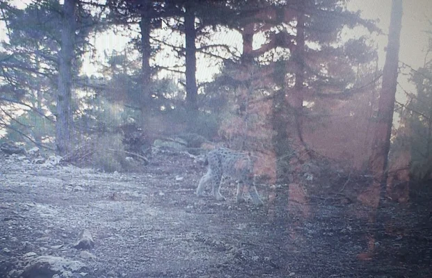 Bozyazı ormanlarında vaşak fotokapanlara takıldı