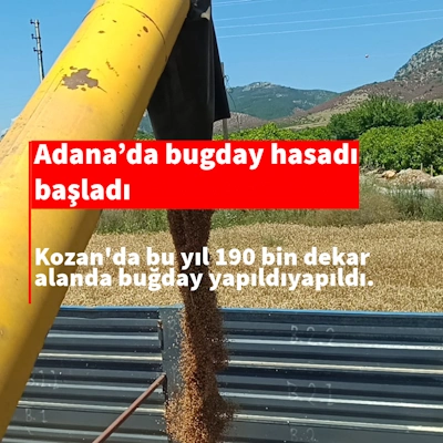 Adana'da buğday hasadı başladı