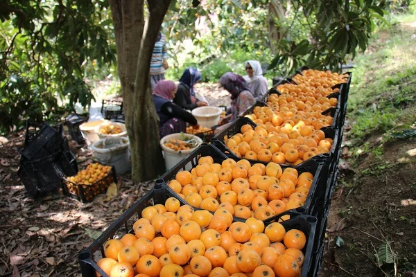 Erdemli'de yenidünya hasadı devam ediyor