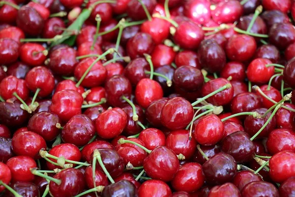 Erdemli'de kiraz hasadı başladı